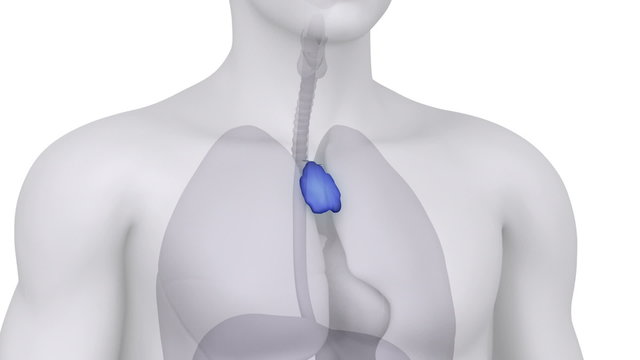 Male scan THYMUS anatomy in white loop