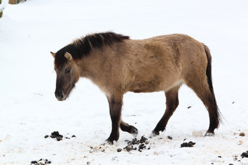 Tarpan horse