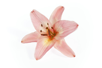 Fototapeta na wymiar pink lily on white