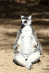 ring-tailed lemur