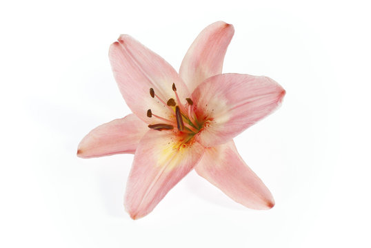 pink lily on white