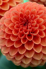 Fototapeta na wymiar Crimson chrysanthemum flower head