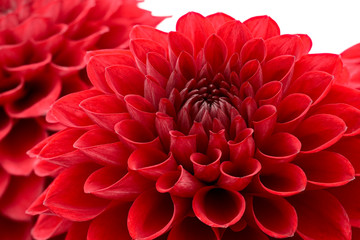 Red chrysanthemum flower head