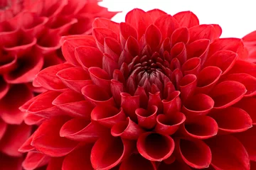 Gordijnen Rode chrysant bloemhoofd © photomic