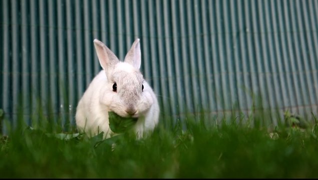 lapin