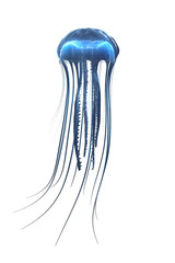 Obraz na płótnie Canvas głęboko meduza morze na białym tle