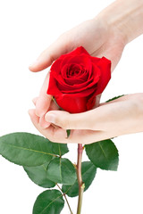 Red rose in women's hands