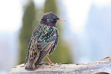 Star (Sturnus vulgaris)