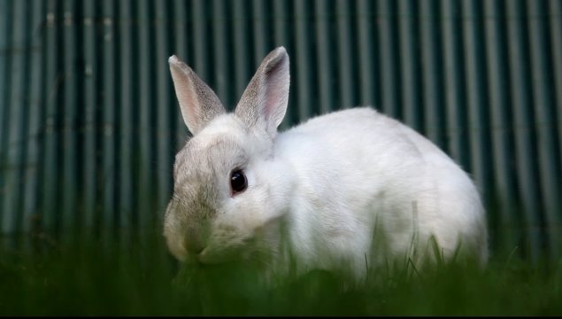 lapin