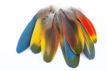 Macaw feathers