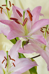 Pink flowers isolated against light background