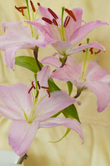 Pink flowers isolated against light background