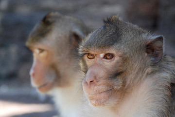 macaco primo piano