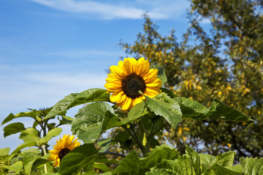 Fototapeta Big beautiful sunflowers, tree top and blue skies.