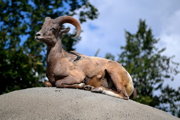Proud Mountain Goat