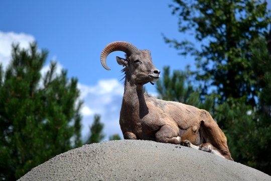 Scenic Mountain Goat