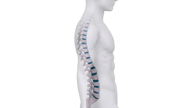 Spine in motion with intervertebral discs detail