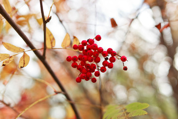 autumn rowan berries