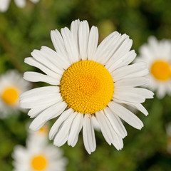 Fototapeta premium Margeriten - Leucanthemum