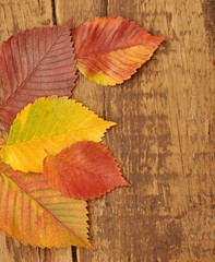 Naklejka na ściany i meble yellow autumn leaves on old wood background