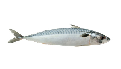 Fresh mackerel fish isolated on the white background