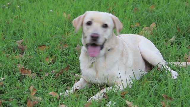 labrador retriever