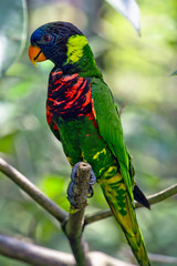 Rainbow Lory