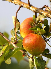 ripe apples