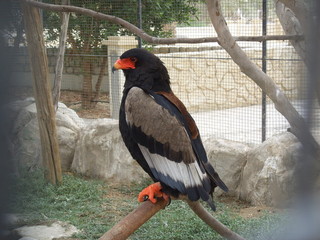 Bataleur eagle.