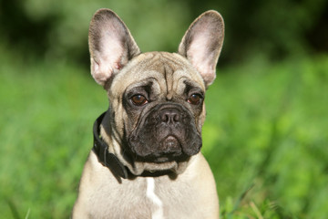 French Bulldog puppy in grass