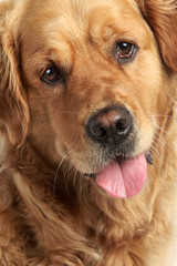 Golden Retriever dog portrait