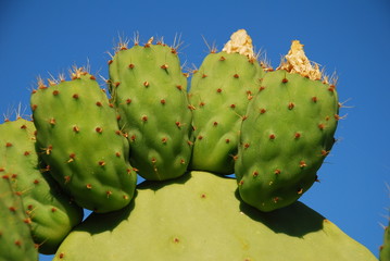Prickly pear cactus, Halki, Greece