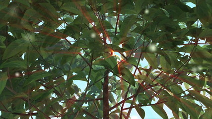 Growing tree with sunrays and alfa channel