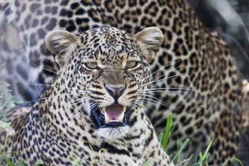 Fototapeta na wymiar Leopard in the Maasai Mara National Park, Kenya