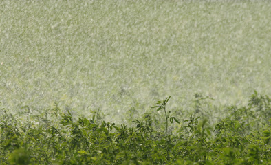 raining on the field