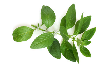 Fresh mint leaves