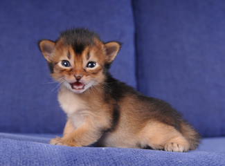 Fototapeta na wymiar Little somali kitten portrait on blue sofa