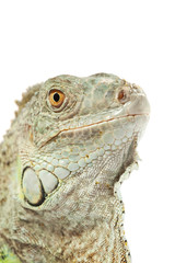 green iguana