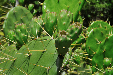 opuntia paraguayensis
