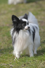 PAPILLON