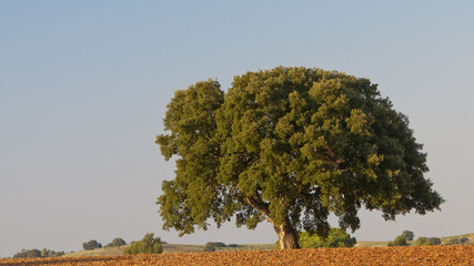 sughera , quercia - Toscana
