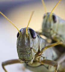 A Close Up View of Grasshoppers Riding Piggyback