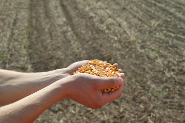 Fototapeta na wymiar corn harvest