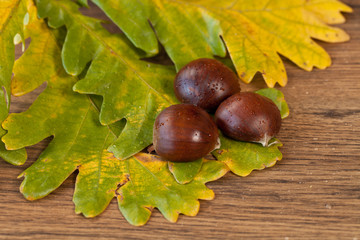 chestnuts