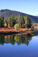 Tree and mountain reflections