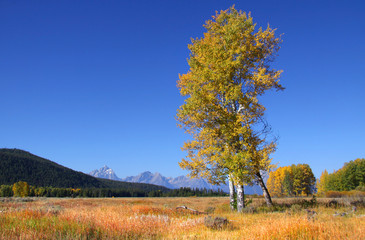 Fototapeta premium Tall colorful Aspen trees in prairie landscape