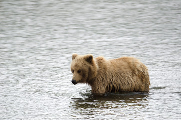 Obraz premium Alaskan brown bear swimming in a pond