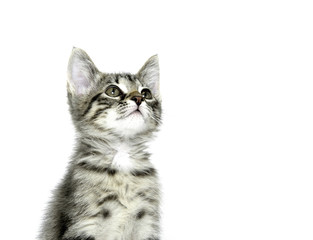 Cute tabby kitten on white background