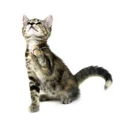 Cute tabby kitten on white background