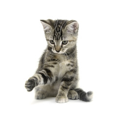 Obraz premium Cute tabby kitten on white background
